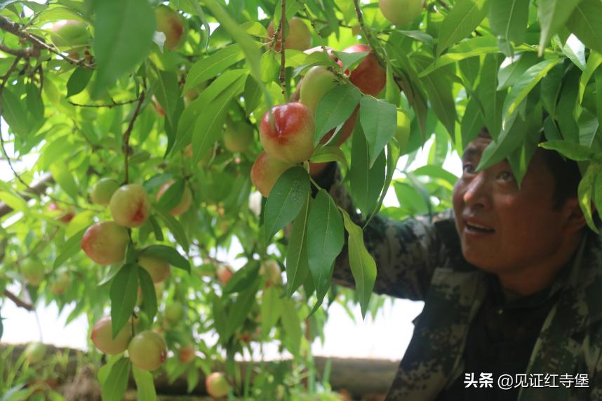 高堡油桃,红寺堡油桃采摘