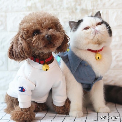 给猫咪戴项圈要注意的问题,项圈可以防咬人吗