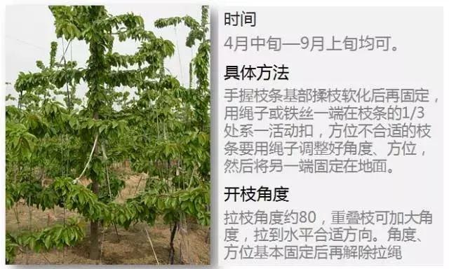 大樱桃病虫害全年防治方法有哪些,大樱桃病虫害全年防治方法直播间