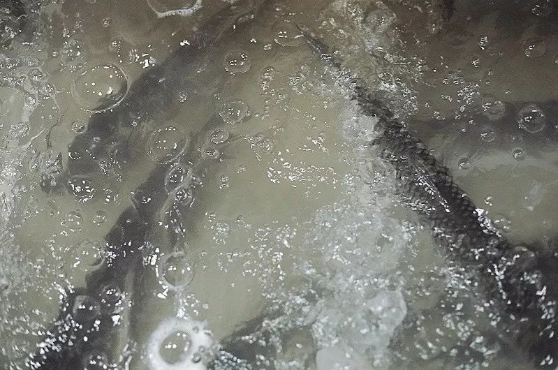 重庆正宗的烤鱼哪个好吃,重庆烤鱼味道好极了