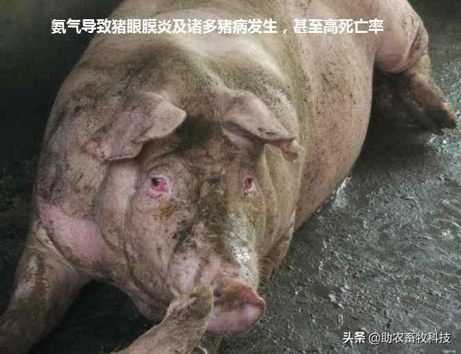 水泡粪猪场如何防控非洲猪瘟和解决养殖中臭味及粪污处理的难题？