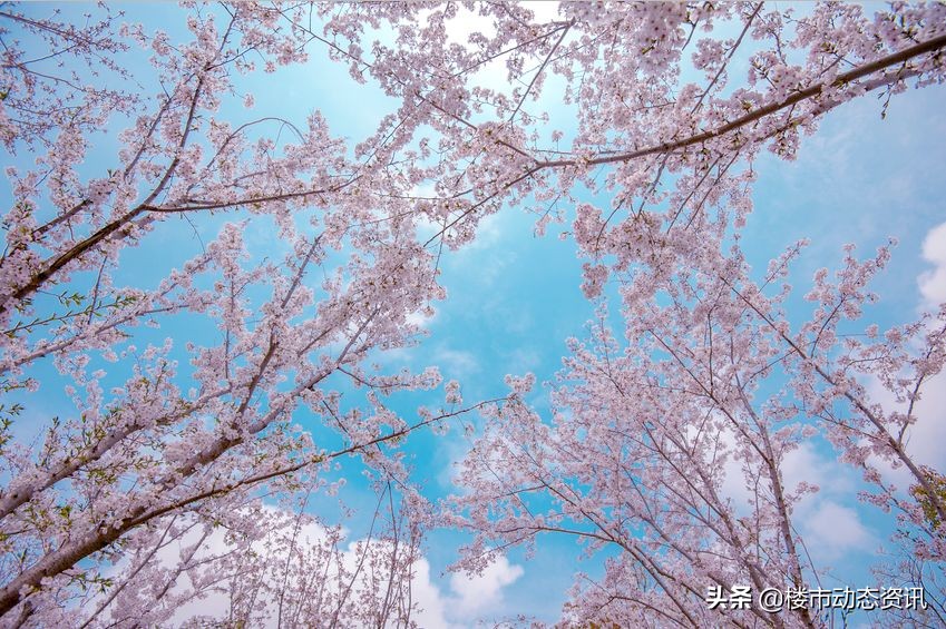 崇明三湘森林海尚联排户型,崇明三湘森林