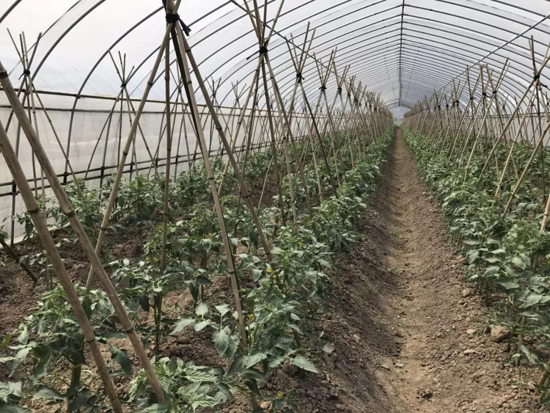 不用化肥农药的菜种植方法,不用化肥农药真的能种出来蔬菜吗