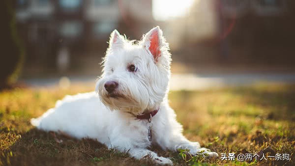 狗狗身上总有虫卵,狗狗身上有虫子驱虫要几次