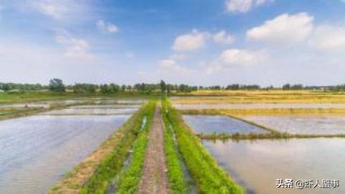 龙虾养殖青苔怎么清理,龙虾塘水草发黄怎么补救