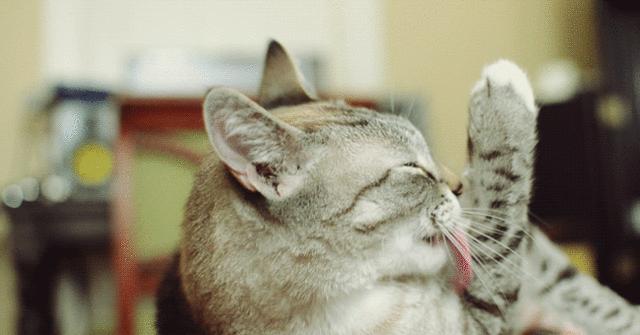 猫咪为什么喜欢咬主人的手和脚,猫咪为什么喜欢早上睡醒轻咬主人