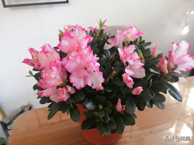 杜鹃花干枝处理方法,杜鹃花干叶掉落该用啥肥