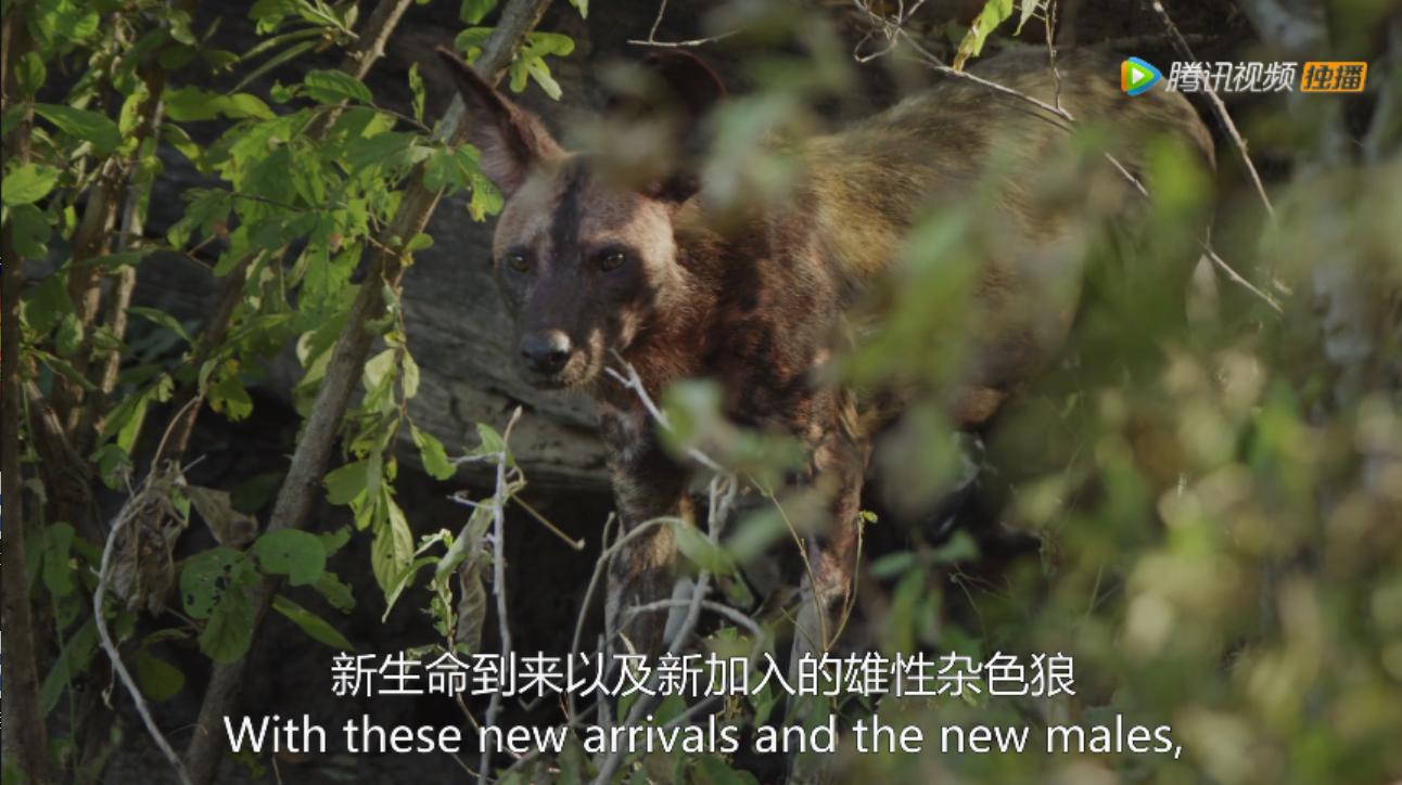 《王朝》详述杂*狼色**女儿居然对母亲六亲不认？