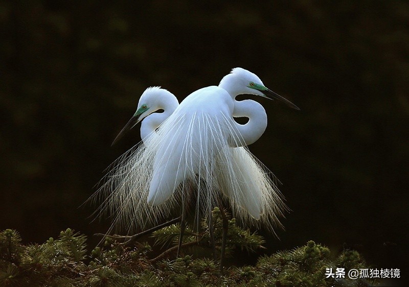 白鹭拍摄测光曝光技巧,白鹭的拍照技术