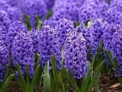 100种花的英文和花语是什么,100种花的花语以及送花礼仪分享