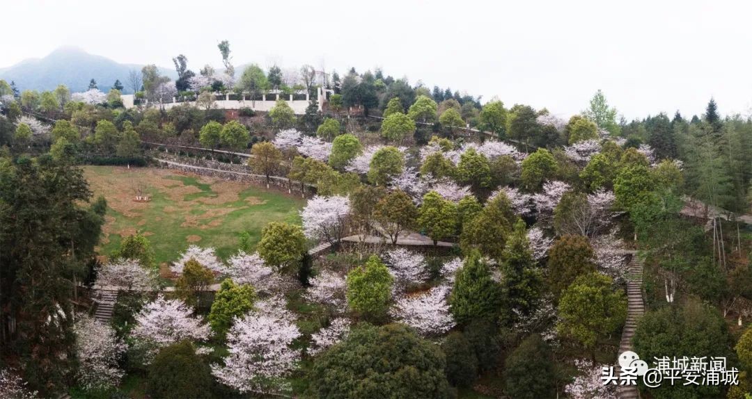 福建浦城樱花园,浦城樱花