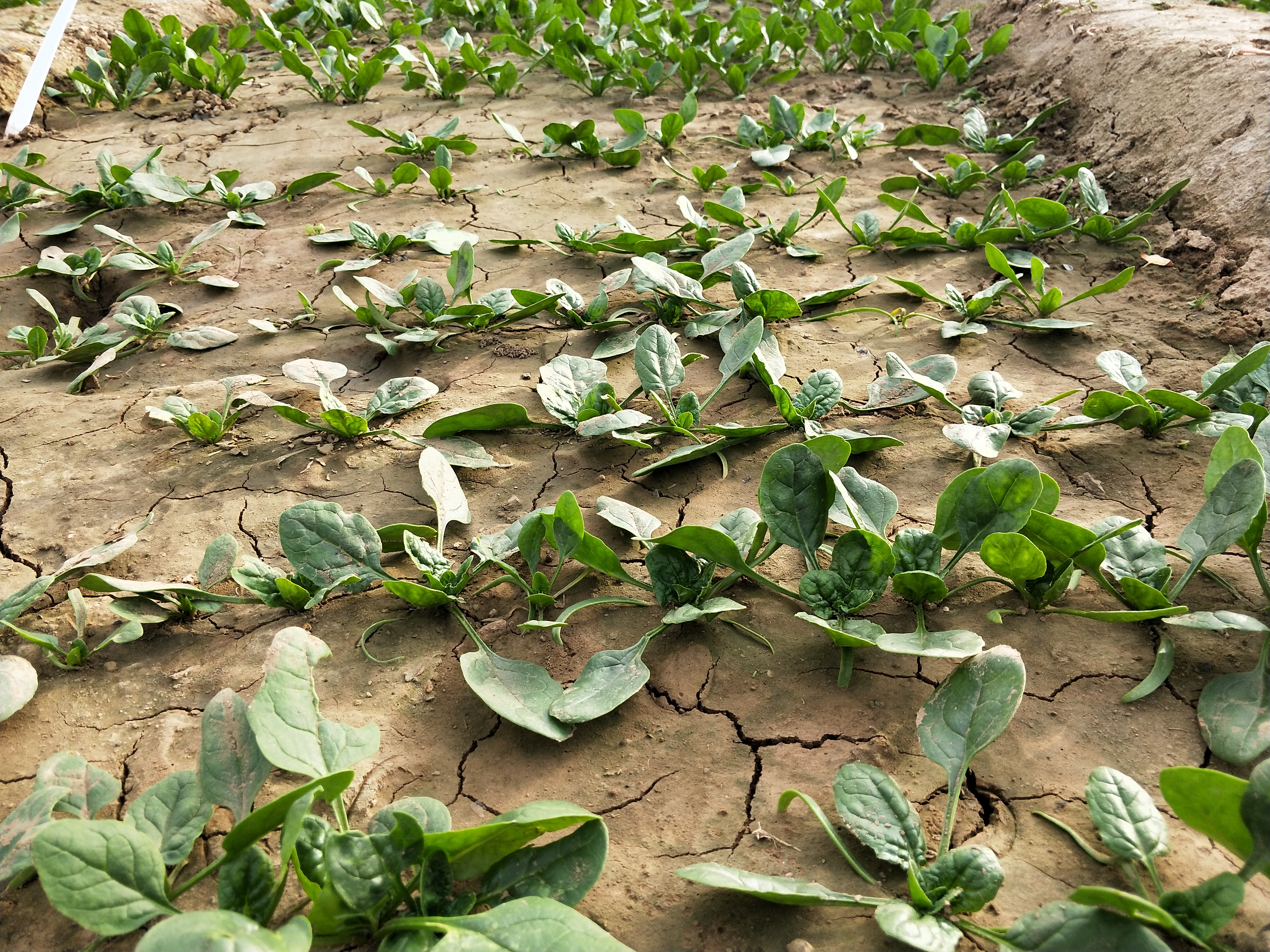 园林蜗牛虫害怎么消灭,菜园蜗牛怎么治最好