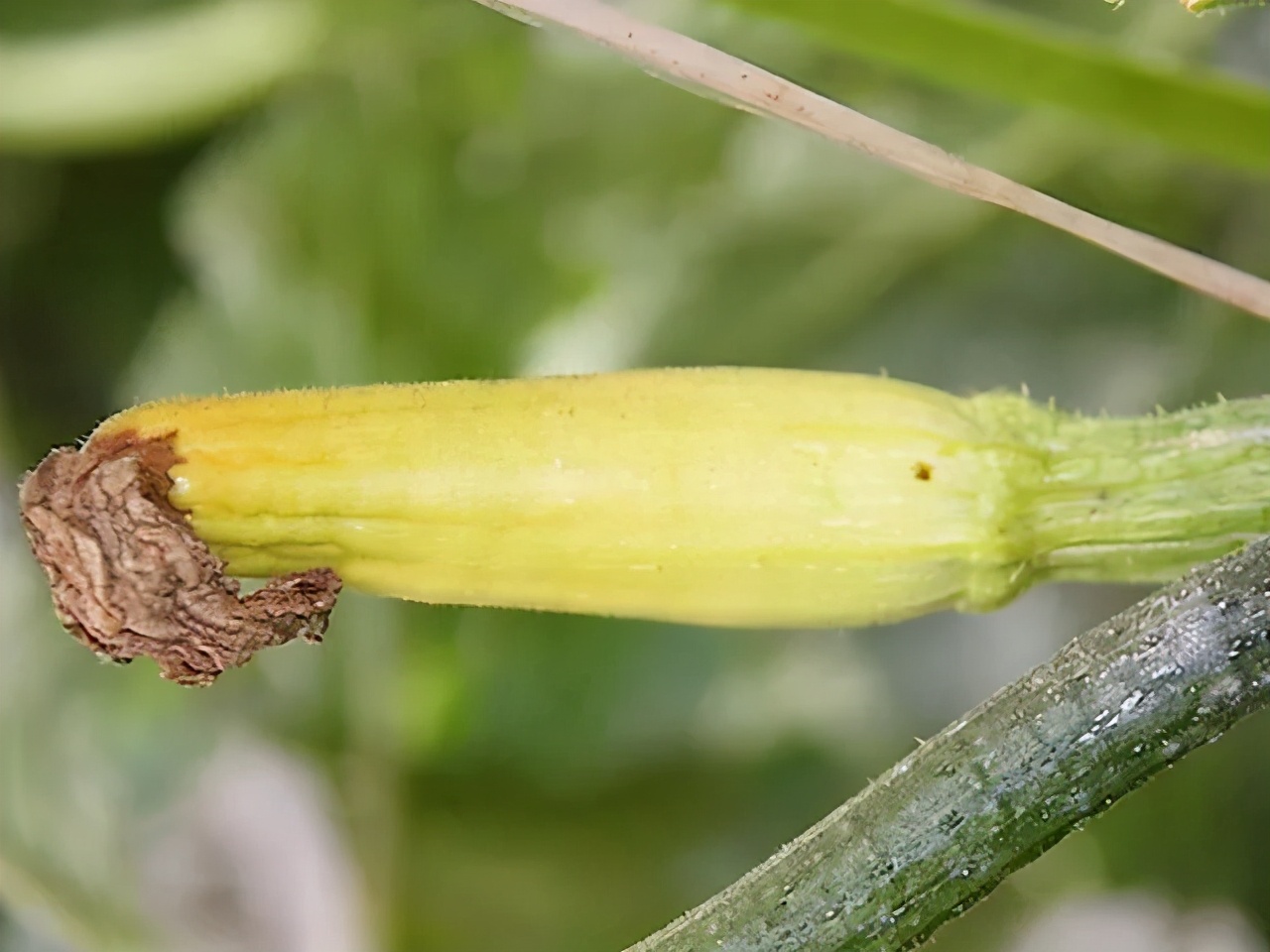 南瓜化瓜最有效的土办法,菜瓜怎么用最有效