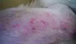 狗狗不同品种颜色分类,狗狗不同的类型有哪些特点