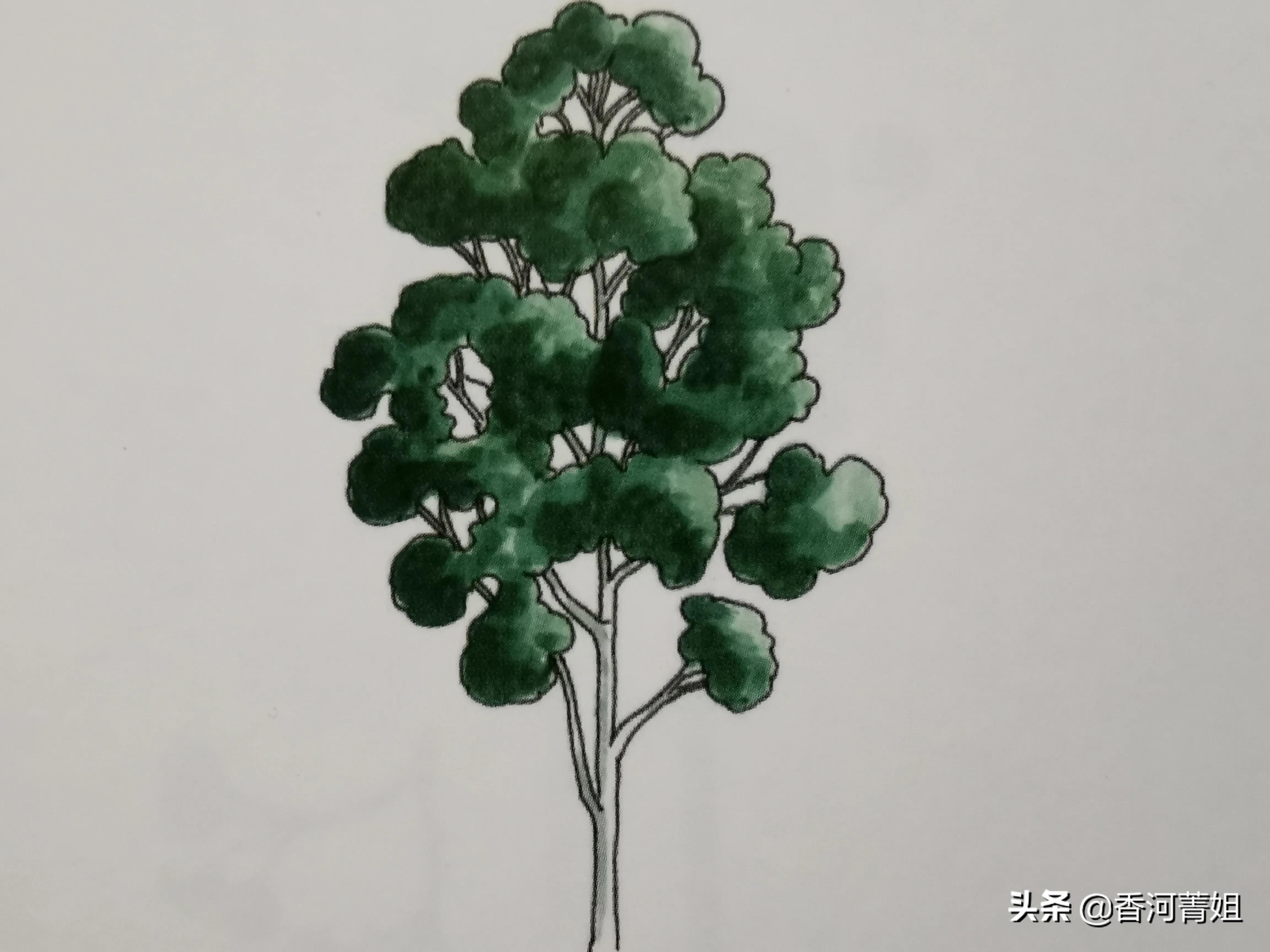 玫瑰桉板材,玫瑰桉