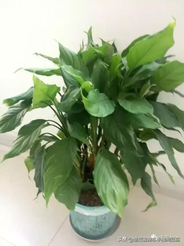 100种常见花卉植物图谱,100种花卉素描图谱