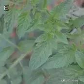 番茄界的“杀手”TY病毒和褪绿病毒，怎么对付？