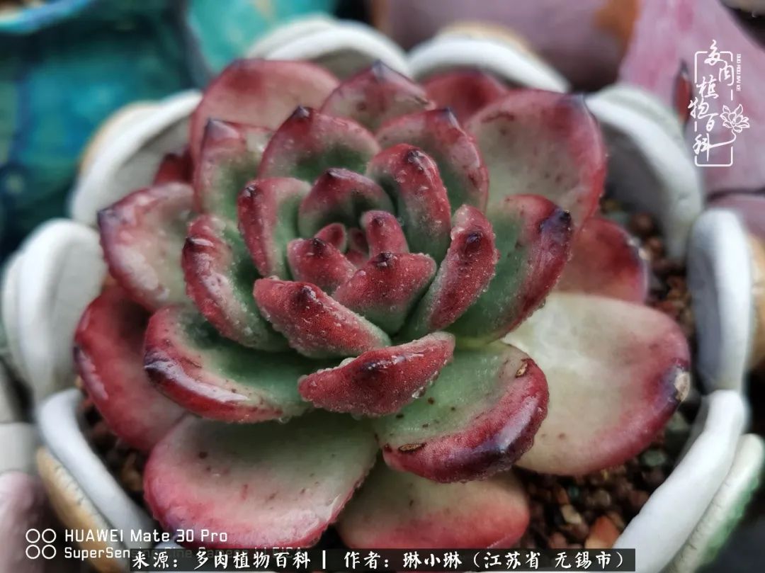 多肉变美是需要时间的,千万别辜负了多肉变美的黄金季节