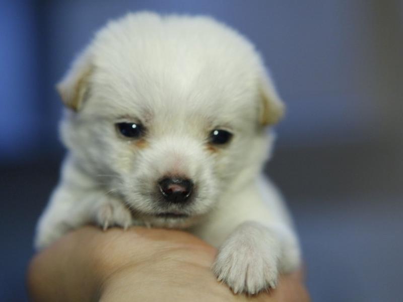 养宠小知识视频怎么做,养宠小知识驱虫