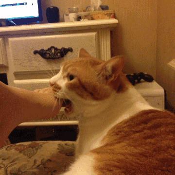 猫咪在电饭煲上拉臭臭，差点把铲屎官气晕在厕所