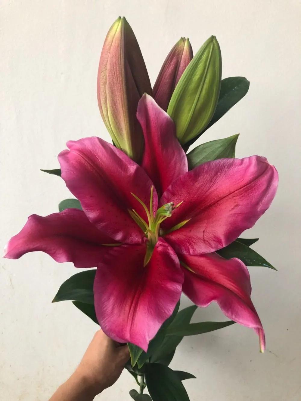 香水百合鲜切花云南鲜花基地,什么颜色的百合最好养活