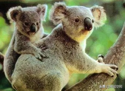 大长腿考拉，关系混乱的水果们……分享十个你不知道的冷知识