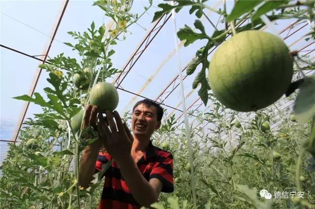 农业农村部、财政部公布！宁安成为首批20个国家现代农业产业园之一