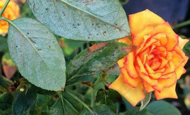 果汁阳台月季黄叶是什么原因,月季黄叶的原因和解决方法