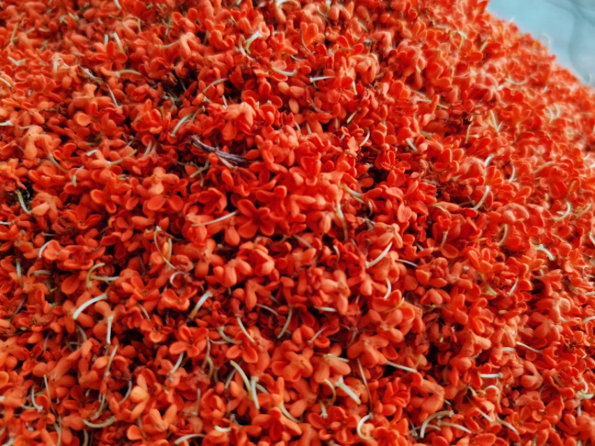 金秋十月金灿灿的桂花又香又美丽,又香又美的红桂花