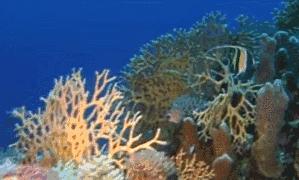 地球5年后的大灾难,地球病了会好起来吗