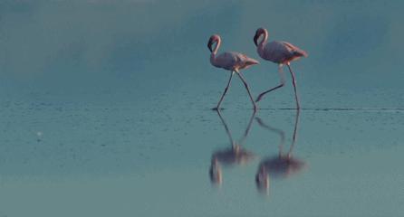 世间稀有的白色长颈鹿母子，在非洲被残忍猎杀，发现时只剩骨骼