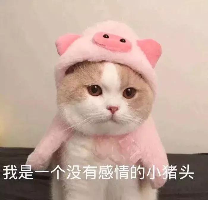 养了三年的猫突然想攻击我,养了两年的猫对我特别防备