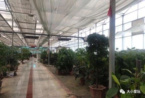 过年必逛花卉市场,北京值得去的花卉市场