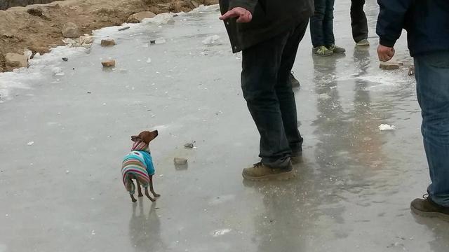 伸舌头的小鹿犬,爱洗澡的小鹿犬