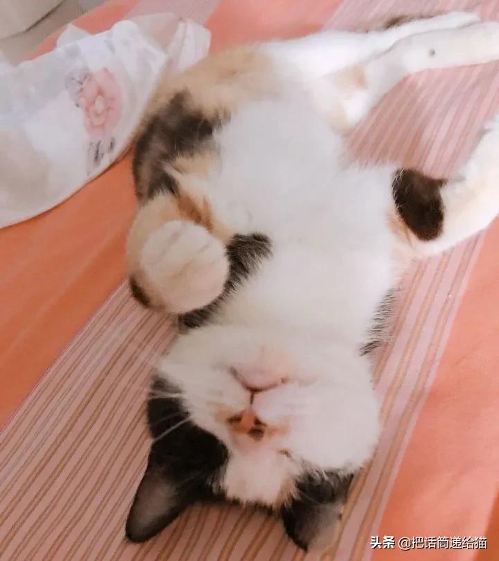 一只猫被另一只打,一只猫被两个人打