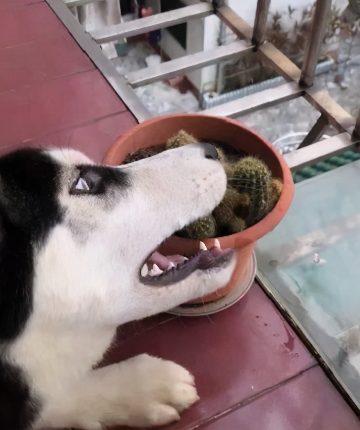 夏天哈士奇怎么降温,夏天如何给哈士奇避暑