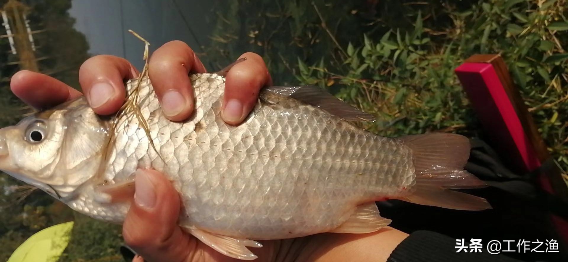夏季鱼上浮水面该怎么钓,初冬温度升高鱼上浮