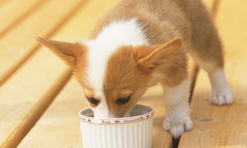 狗狗得了肠胃病怎么治,狗狗得了胃病怎么办