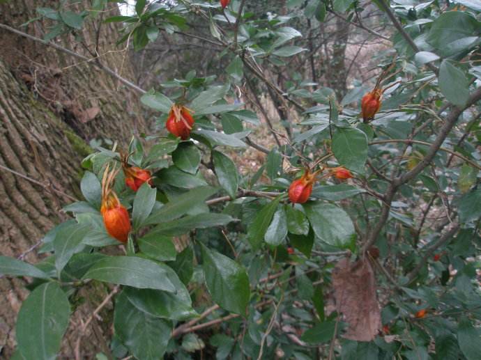 农村的野花野草哪几种可以吃,常见的野花野草却是农家之宝