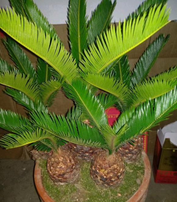 铁树怎么养护才不会黄叶子,养铁树有3个小技巧