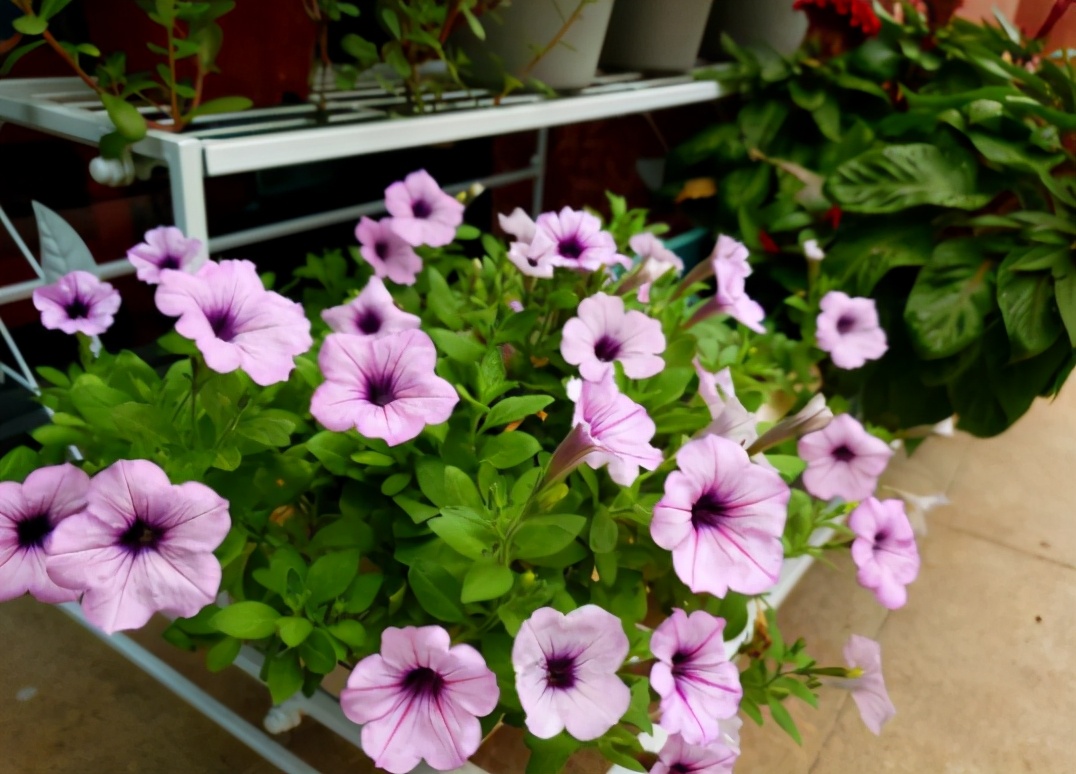 新手应该掌握的12个养花技巧,养花技巧记住这4点才算入门