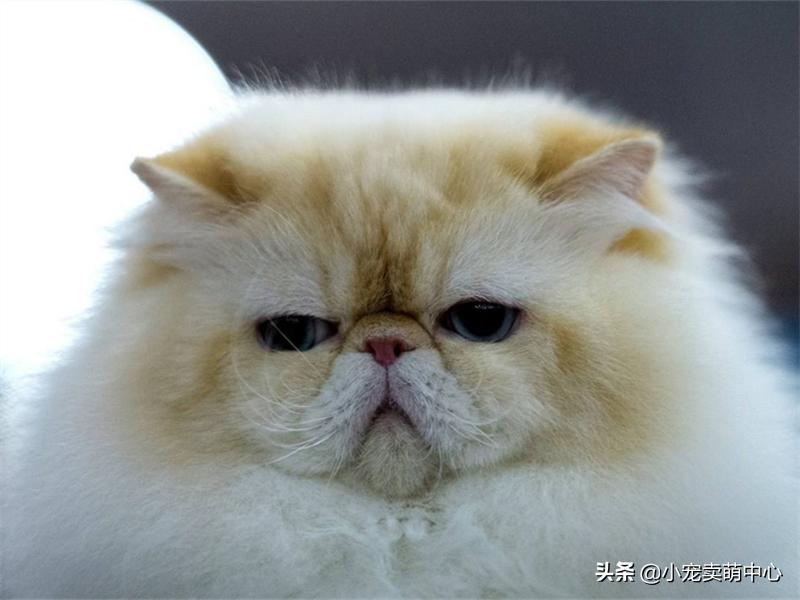 国外女性给自己的猫毛做造型,波斯猫手提包