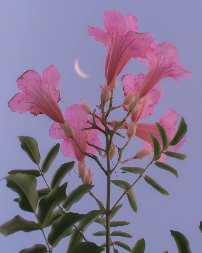 常用英语口语长句子经典语录,英语句子日常使用