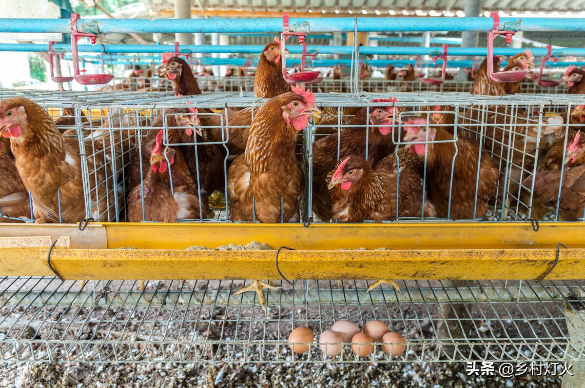 农村五万元创业养殖什么好,零元起步的农村创业养殖方法