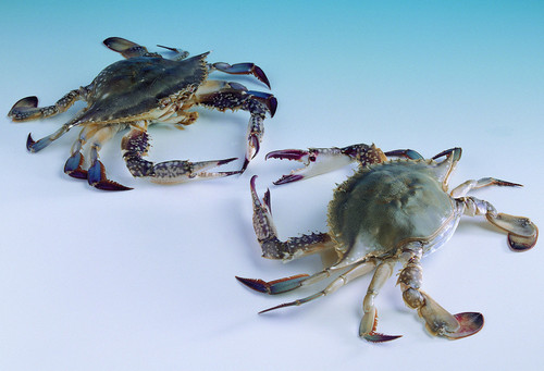 吃了死蟹多久会有症状,海蟹死了一般多久不能吃