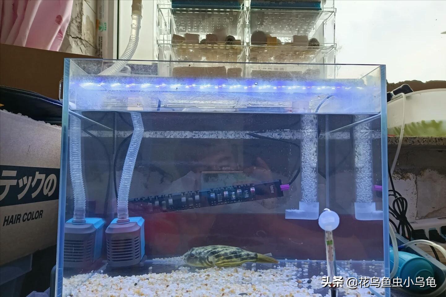 世界上最聪明的狗头鱼,斑马狗头鱼和罗汉鱼哪个互动性好