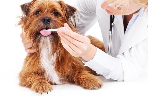 狗气管塌陷做什么检查,什么是犬气管塌陷