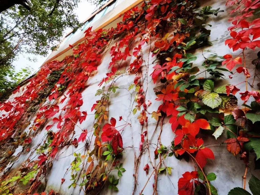 最美的风景美丽的校园,最美的风景就是校园