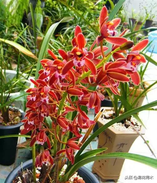 蜜蜂兰和兰花有什么不一样,极品兰花蜜蜂兰