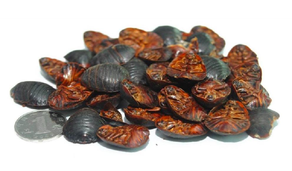 疫情期间养殖业如何自救,疫情结束后养殖业还能做么